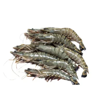 বাগদা চিংড়ি