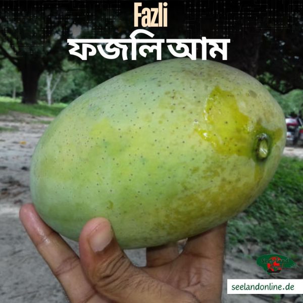 ফজলি আম - ইমেজ 2