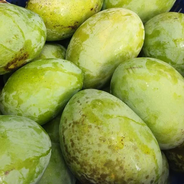 ফজলি আম
