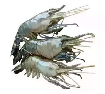 গোলদা চিংড়ি