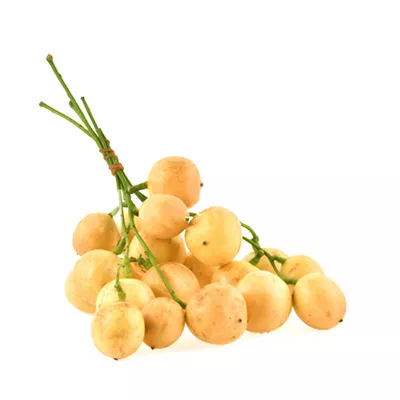 লটকন
